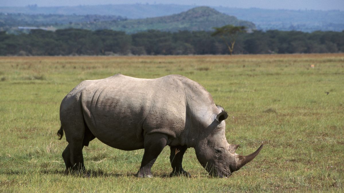 Vědci se přiblížili k záchraně nosorožců bílých severních: Přenesli embryo